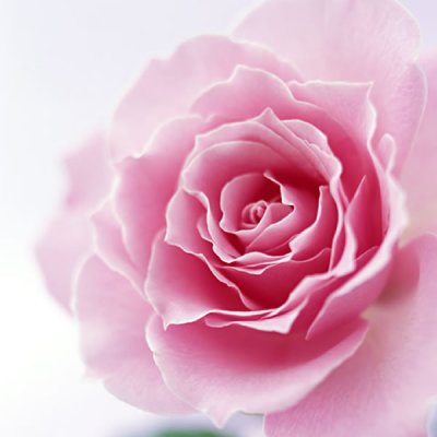 画像1: Rose pink