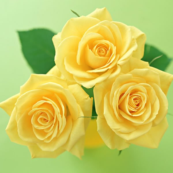 画像1: Rose yellow (1)